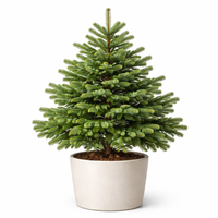 Нордманова ела Abies nordmanniana