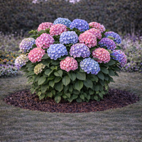 Хортензия градинска Hydrangea macrophylla
