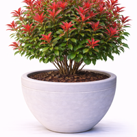 Фотиния ‘Red Robin’ Photinia × fraseri ‘Red Robin’