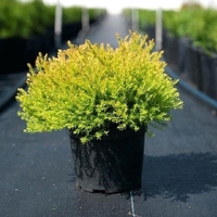 Туя ‘Rheingold’ Thuja occidentalis ‘Rheingold’