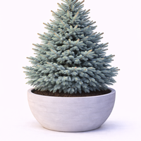 Смърч сребрист (пунгенс) Picea pungens