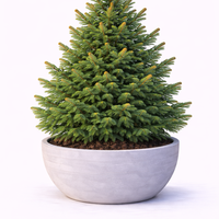 Норвежки смърч (обикновен) Picea abies