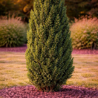 Тис обикновен Taxus baccata