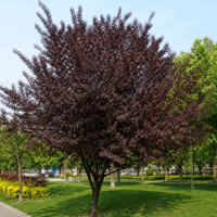 Червенолистна слива  ‘Nigra’ Prunus cerasifera ‘Nigra’