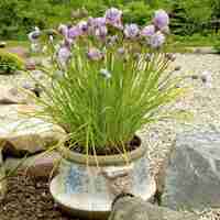 Декоративен лук ‘Christophii’ Allium cristophii