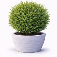 Орлов нокът дребнолистен Lonicera nitida