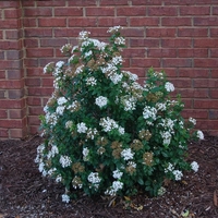 Калина ‘Tinus’ Viburnum tinus