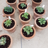 Хоста Hosta spp.