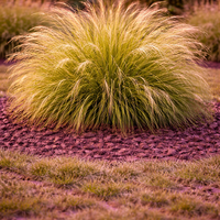 Стипа ‘Pony Tails’ Stipa tenuissima ‘Pony Tails’