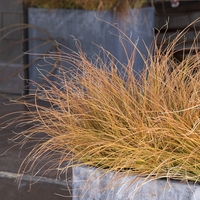 Карекс (съчмолистна острица) Carex spp.