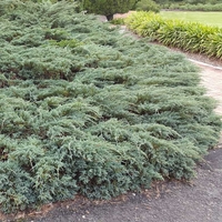 Хвойна хоризонтална ‘Wiltonii’ Juniperus horizontalis ‘Wiltonii’