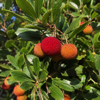 Арбутус / Ягодово дърво 'Arbutus unedo'