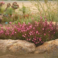 Гаура Gaura lindheimeri