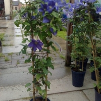 Клематис (хибриден сорт) Clematis spp.