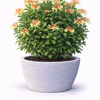 Орлов нокът катерлив Lonicera caprifolium