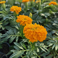 Тагетис 'Tagetes spp.'