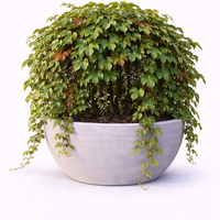 Дива лоза трисеменна Parthenocissus tricuspidata