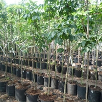 Конски кестен Aesculus hippocastanum