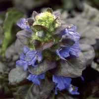 Аюга Ajuga reptans