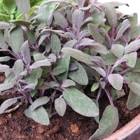 Салвия (градински чай) Salvia officinalis