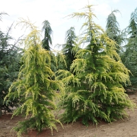 Кедър хималайски ‘Aurea’ Cedrus deodara ‘Aurea’