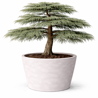 Кедър ливански (атласки тип) Cedrus libani