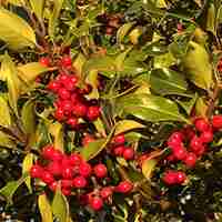 Илекс Аляска, Джел	 Ilex crenata 