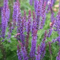 Салвия (градински чай) Salvia officinalis