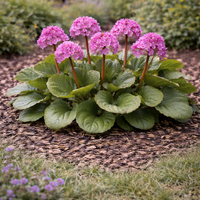 Бергения Bergenia cordifolia