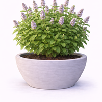 Мента Mentha piperita