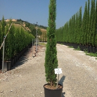 Италиански кипарис ‘Totem’ Cupressus sempervirens ‘Totem’