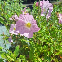 Розова йонотера 'Oenothera speciosa'