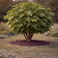 Смокиня Ficus carica