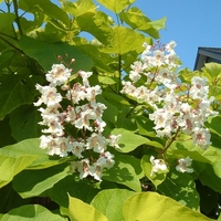 Каталпа ‘Aurea’ Catalpa bignonioides ‘Aurea’