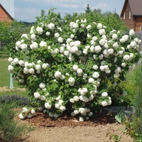 Калина ‘Roseum’ Viburnum opulus ‘Roseum’