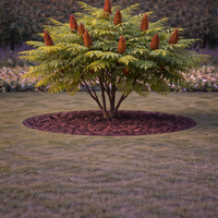 Сумах (оцетно дърво) Rhus typhina