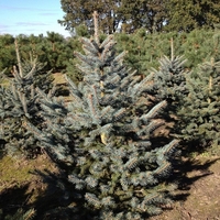 Смърч ‘Oldenburg’ Picea pungens ‘Oldenburg’