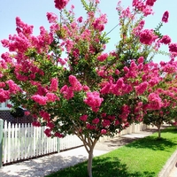 Лагерстремия индийска Lagerstroemia indica