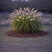 Пенисетум Pennisetum alopecuroides