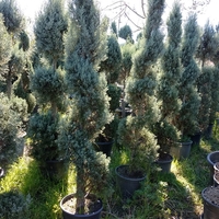 Лейландов кипарис (спирала) Cupressocyparis leylandii