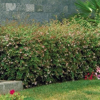 Абелия (голямоцветна) Abelia × grandiflora