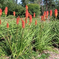 Книфофия Kniphofia uvaria