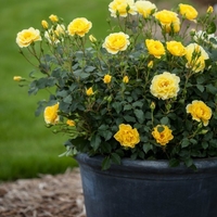 Мини роза Rosa (mini hybrids)