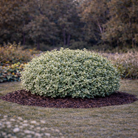 Евонимус ‘Emerald Gaiety’ Euonymus fortunei ‘Emerald Gaiety’