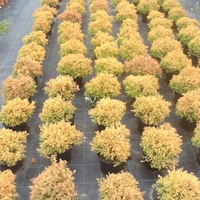 Туя ‘Rheingold’ Thuja occidentalis ‘Rheingold’