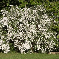 Спирея Ван Хутей, майски сняг 	Spiraea 