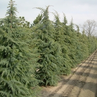 Кедър хималайски Cedrus deodara