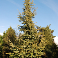 Кедър хималайски ‘Aurea’ Cedrus deodara ‘Aurea’