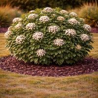 Калина ‘Tinus’ Viburnum tinus