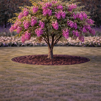 Робиния ‘Cascue Rouge’ Robinia margaretta ‘Casque Rouge’